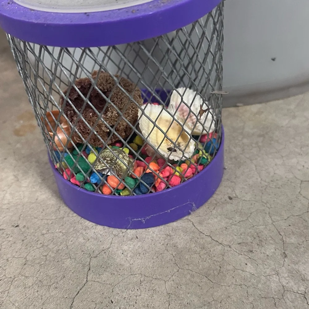Small Pet Hideaway Hermit crab - Purple